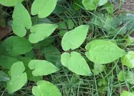 Epimedium (Horny Goat Weed)