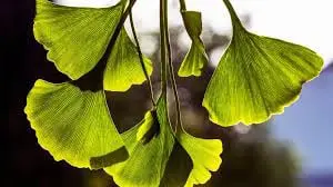 Gingko Biloba